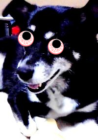 緊急です出前でインドカレーを頼んだのですが犬がバターチキンカレーを Yahoo 知恵袋