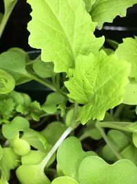 ベビーリーフを種子から育てています 今三週間目くらいで品種はよく分からない Yahoo 知恵袋