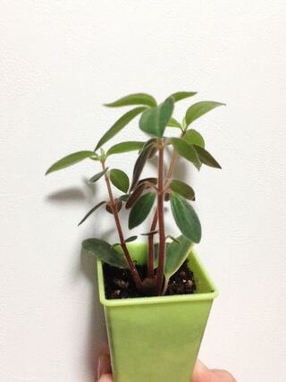 この植物の名前が知りたいです 先日ダイソー 100均 で購入しました Yahoo 知恵袋