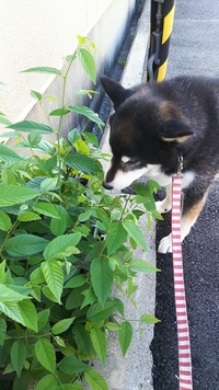 犬ってたまにその辺の葉っぱを食べますがこれは食べてもいい葉っぱですか Yahoo 知恵袋