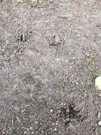 庭の地面にあく小さな穴 うちの庭に 小さな穴がいくつも空いて Yahoo 知恵袋