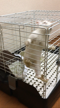 うさぎって懐くんですね うさぎを飼ってもうすぐ一週間です うさ Yahoo 知恵袋