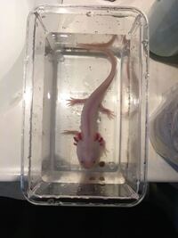 ウーパールーパーにエサとして 赤虫をあげています ですが 水槽内に散らばって Yahoo 知恵袋