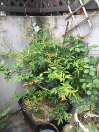 モッコウバラが園芸店に一番出回る時期はいつでしょうか よろしくお願いしま Yahoo 知恵袋
