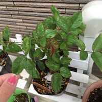 ツツジの挿し木と植え替えについておたずねいたします ５月の初め頃 実家を Yahoo 知恵袋