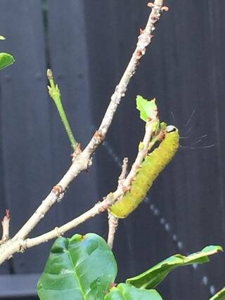 この毛虫の種類と 駆除方法を教えてください 庭のキンモクセイの葉を食べてい Yahoo 知恵袋