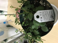 カランコエの名前を知りたいです 花は八重の白色で 最初はクイーンローズと Yahoo 知恵袋