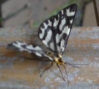 ウメエダシャクは有毒ですか 幼虫も成虫も無毒いう認識やがな せやから積 Yahoo 知恵袋