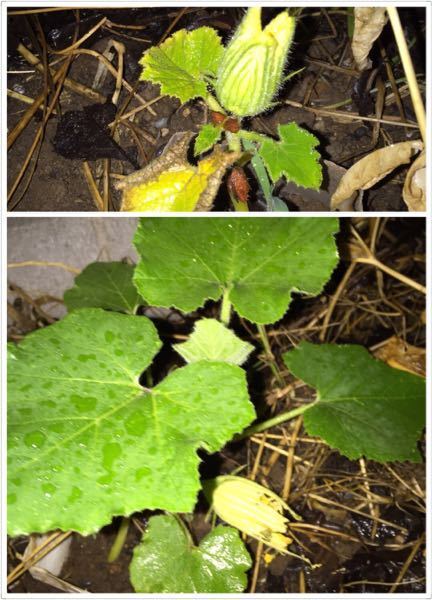 こんなに小さいカボチャがすでに一番花が咲き、もうだめですかね