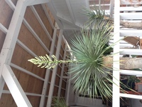 ユッカロストラータに花が咲いたのですが今後どうすればいいのですか カットす Yahoo 知恵袋