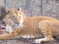 ハイブリッド動物についての質問です 昔 宇都宮動物園で ライオンとトラを交 Yahoo 知恵袋