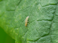 これはキイロテントウの幼虫ですか W きゅうりの Yahoo 知恵袋