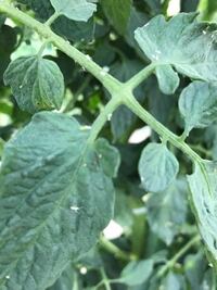 野菜に白い虫 去年の夏から 小さな白い虫が発生しミニトマトの葉 Yahoo 知恵袋
