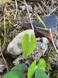 この植物の名前と対処法を教えてください ハート型の葉っぱの Yahoo 知恵袋