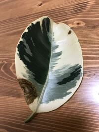 フィカス・ティネケの葉落ちについて 今年の4月からフィカス・ティネケを初めての観葉植物として育てている者です。

購入店でのアドバイスのとおり、活力剤を与え、土の表面が白っぽく乾いたらたっぷり水をやり、日中は日当たりのいい部屋でレースカーテン越しに日光も浴びさせているのですが、週に1枚程葉落ちしています。

葉の一部が添付写真のように茶色く枯れ、突然ポトリと落ちます。
葉落ちする枝は根元付近...