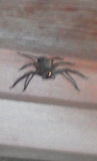 天井に蜘蛛がいます さっき帰宅してふと天井を見上げると Yahoo 知恵袋
