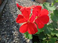 花の名前を教えてください 庭の鉢植えの花です 先ほど写真を撮りま Yahoo 知恵袋