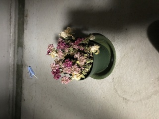 ミニケイトウ枯れた まだ咲く 母の日にプレゼントした小さいケイトウの鉢植え Yahoo 知恵袋