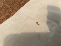 誰かわかる方いませんか 1か月ほど前に家の中で白い直径1センチ程の細長い虫を見つ 教えて 住まいの先生 Yahoo 不動産