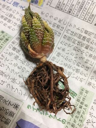 多肉植物のハオルチアの根腐れについて質問です 先日鑑賞用と Yahoo 知恵袋