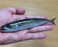 金華鯖ってゴマサバなんですか さっき月曜から夜 かしで出た金 Yahoo 知恵袋