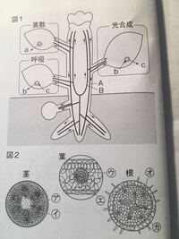 根 茎 葉のつながりの問題です A Bの管をそれぞれ何と Yahoo 知恵袋