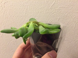 多肉植物の茎が伸びすぎて倒れてしまいました 多肉植物を育てるのは初めてのた Yahoo 知恵袋