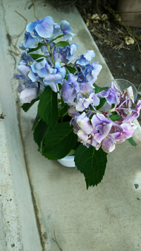 アジサイの苗の買い時 梅雨時に咲いていたアジサイがキレイで 最近すっ Yahoo 知恵袋