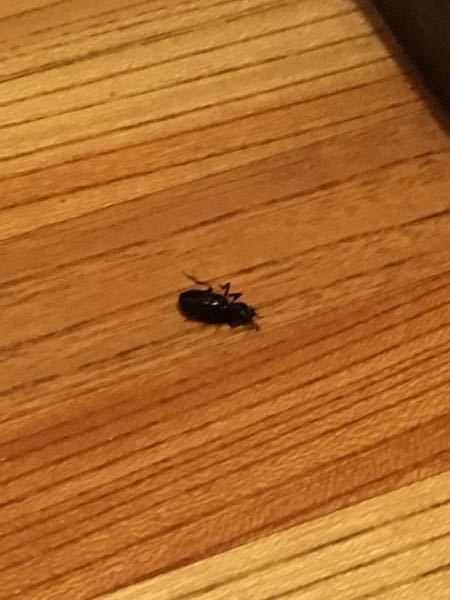 こんばんは。 - 最近家の中で黒い虫をよく見かけます。8mmか1 