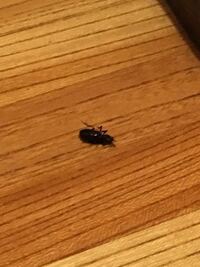こんばんは 最近家の中で黒い虫をよく見かけます 8mmか1 Yahoo 知恵袋