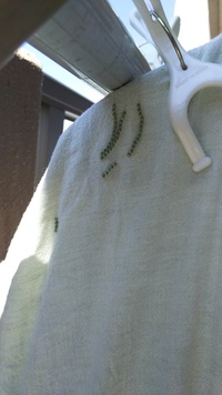 夜中洗濯物を外に干してると虫の卵がつくと聞きました うちは８階なのですがや Yahoo 知恵袋