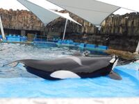 鴨川シーワールドと名古屋港水族館にいるシャチ オルカ の名前と体 Yahoo 知恵袋