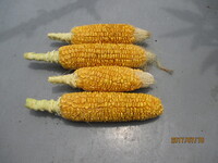 プランター栽培でトウモロコシを作っています 今日 端をめくると黄色かったの Yahoo 知恵袋