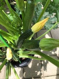 10号の菊鉢でズッキーニを栽培しています 雄花は時々咲くのです Yahoo 知恵袋