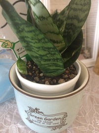 サンスベリアの子株の株分けについて 質問がございます 添付画像の通り 今年 Yahoo 知恵袋