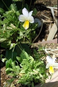 花のビオラですが 通常お店で売っているものよりもさらに花の小さい種類のビオ Yahoo 知恵袋