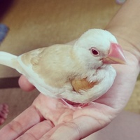 シナモン文鳥 クリーム文鳥 ペットショップでシナモンと言われて買った文鳥で Yahoo 知恵袋