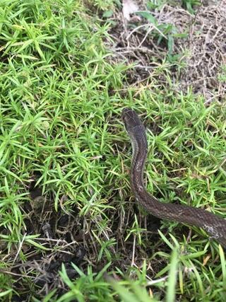 シマヘビについて 北海道の祖母宅でヘビを見つけました 背中 Yahoo 知恵袋