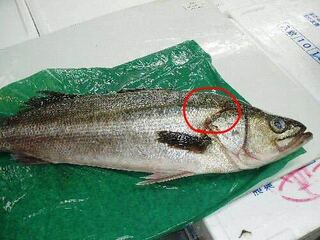 方 魚 締め