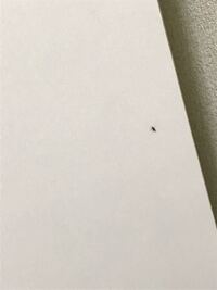 お風呂にダニのような小さいが殺しても毎日数10匹います そこで Yahoo 知恵袋