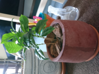 質問です 観葉植物 コーヒーの木 がだんだんしおれてきています な Yahoo 知恵袋