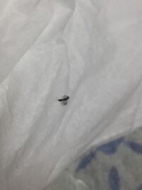 すごい小さい羽の生えてる小さくて黒いアリ みたいなのが少し前から毎日1匹ずつぐら 教えて 住まいの先生 Yahoo 不動産