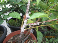 鉢植えの桜の木に綿のような白いものが付いています。
多分何かの虫が原因かと思いますが対処法を教えてください。
写真添付しました。 