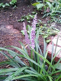 この植物はヤブランでしょうか この花の育て方などわかる方おし Yahoo 知恵袋