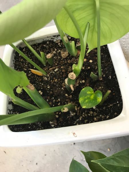 モンステラ茎伏せ成功しっかり発根3苗　そのままメルカリ便で匿名発送 モンステラ茎伏せ成功しっかり発根3苗 そのままメルカリ便で匿名発送