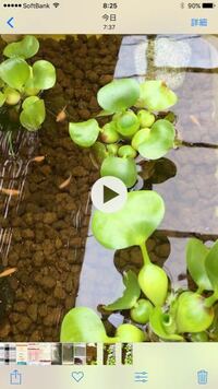 メダカの過抱卵浴塩で治りますか まだ初期なのですが 塩浴と水換えで代謝を Yahoo 知恵袋