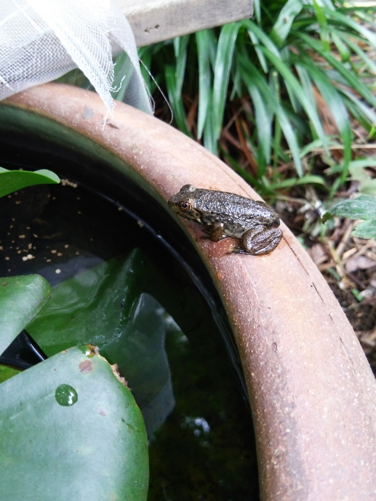 ウシガエル おたまじゃくし に関するq A Yahoo 知恵袋