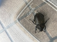 先日カブトムシのメスを庭で見つけました 飼育方法をネット検索しているうちに Yahoo 知恵袋
