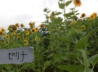 ポピーはいつごろ種をまいたらいいですか 東京です うちでは９ ２ Yahoo 知恵袋