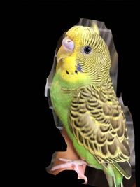 Youtubeで見たんですがセキセイインコのウメちゃんってみなさん知ってます Yahoo 知恵袋